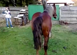 Nice-looking ponies are trying to fuck