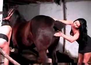Horse and stallion enjoy each other